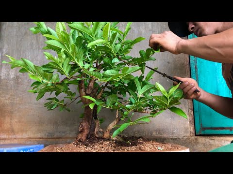 Thay chậu và dựng dáng lại cây ổi bonsai