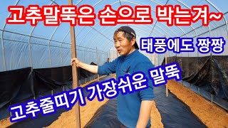고추지지대는 내께 최고 고추끈 띠기도 1등 고추 심는시기 귀농귀촌 고추재배 전원일기 인간극장