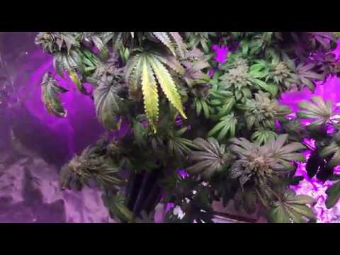 download lagu mp3 mp4 Growing Ice Wreck, download lagu Growing Ice Wreck gratis, unduh video klip Growing Ice Wreck