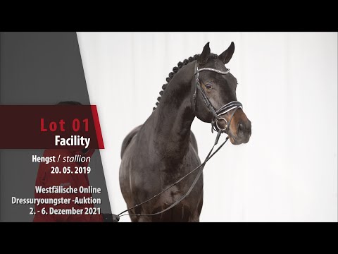 Online Dressuryoungster-Auktion Lot 01 Facility Hengst von  Franziskus - Rock Forever I
