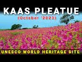 Kaas Plateau  2023 | Kaas Pathar | Valley of flowers | Kaas Woods Resort | Thoseghar waterfall |