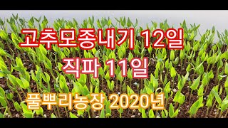 고추모종내기 12일 직파 11일