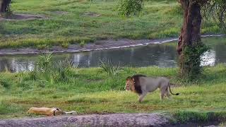 Dominant Male Lion | Ranger Insights
