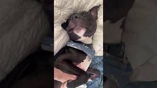 Video preview image #1 American Pit Bull Terrier Puppy For Sale in Alexandria, VA, USA