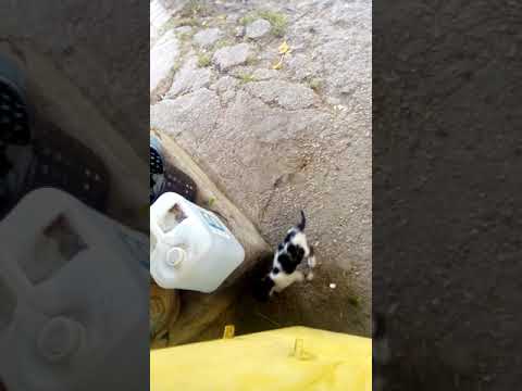 Une émission test de la chaîne Diary of the Cat Zubaida