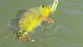 preview picture of video 'Big Tucuna Fishing - Tucunare azul, amarelo e traíra Tres Ranchos'