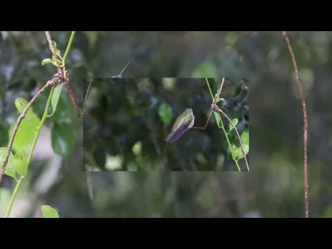 RE: Phaeochroa cuvierii