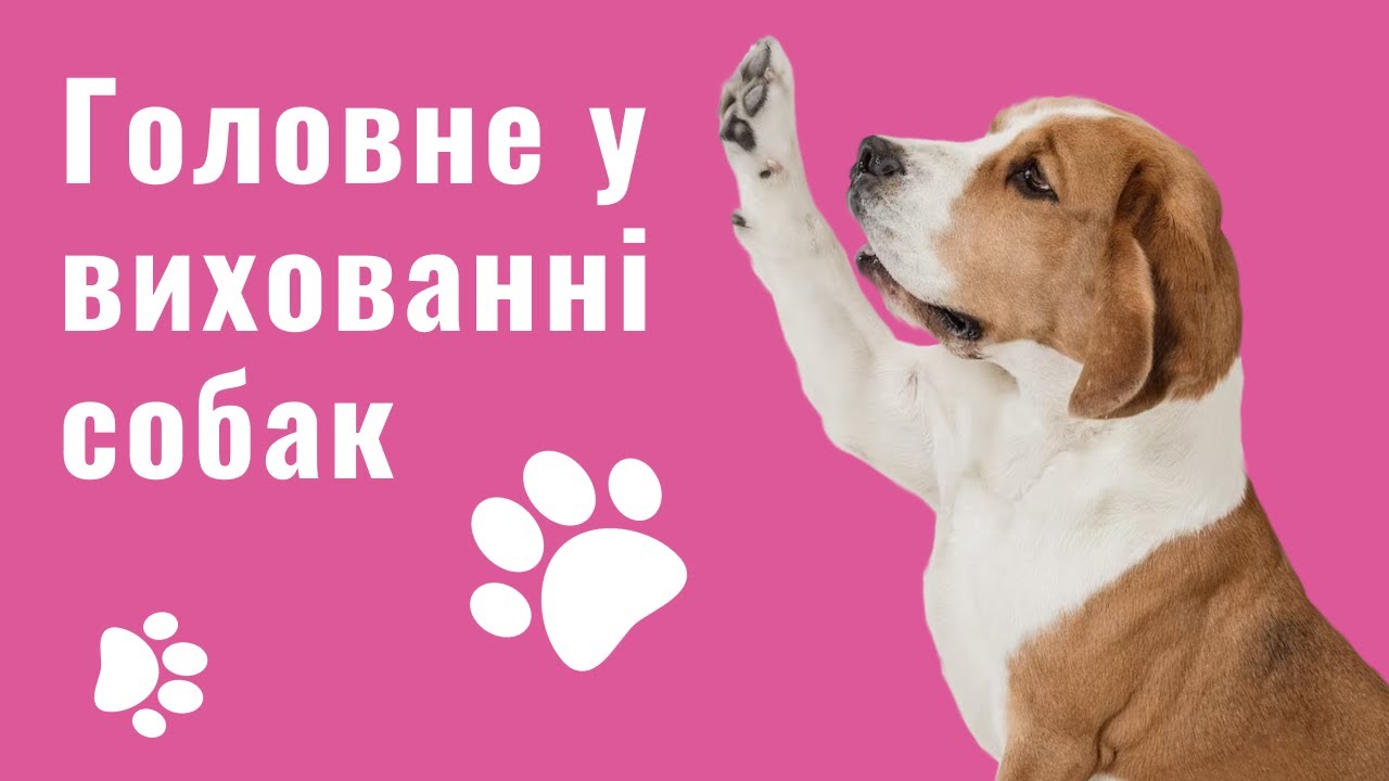 YouTube video preview