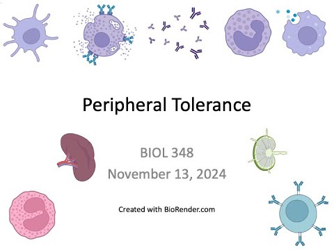 Immunology Fall 2024: Lecture 31 Peripheral Tolerance