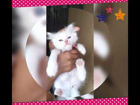 percian Cate blue eyes lovely  kittens in Ahmedabad  for sale  9825564894 . 9428909213