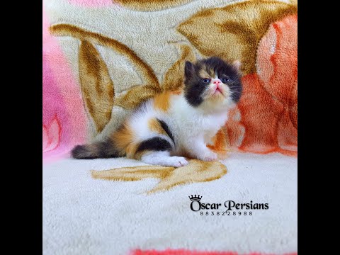 #Top Quality Persian #kitten  #available