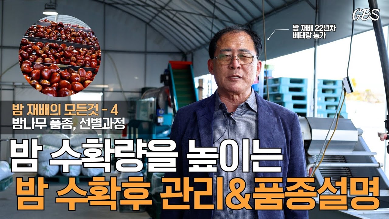 [밤의 모든것 4] 밤 수확 후 관리방법 및 품종설명