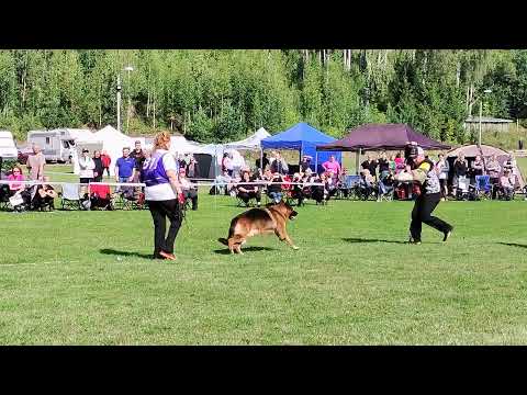 V11 131 +TEAM LEIKSAID HORAND FI51069/16 TSB 3/3 erinomainen irroittaa käskystä