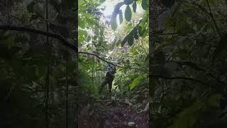 Download lagu pikat SRDC , sikatan rimba dada coklat tampa mp3 (genus Cyornis) mp3