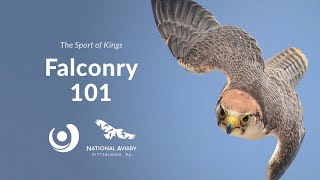 Varsity Tutors' StarCourse - The Sport of Kings: Falconry 101 with THE NATIONAL AVIARY