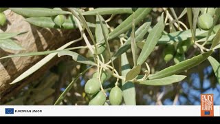 EU Olive Oil: Safety and Quality You Can Trust