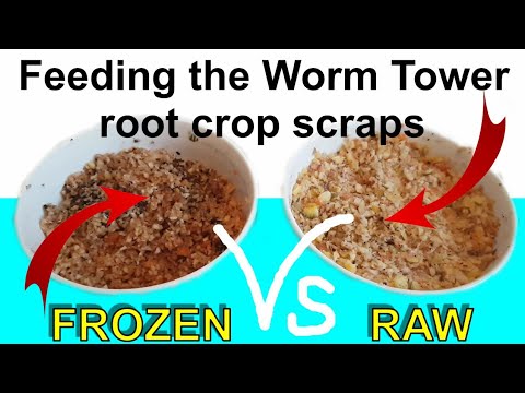 Feeding the Worm Tower Raw vs Frozen Root Crop Scraps