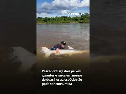 Pescador fisga dois peixes gigantes e raros em menos de duas horas; espécie não pode ser consumida