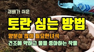 텃밭농사 토란 밑거름 넣는 방법과 토란 심는 방법
