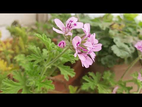 Pelargonium roseum,Pelargonium graveolens,Rose pelargonium,Barbarozë(3)