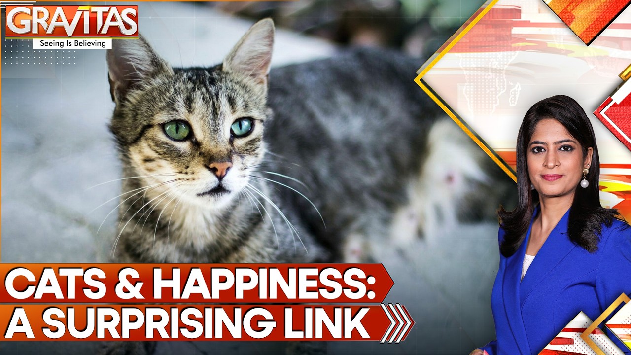 Research: Countries With More Cats Have Higher Happiness Levels | GRAVITAS