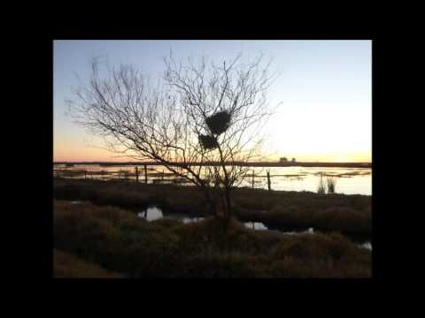 atardecer campero : fondo musical nutriero del rio dulce . ( conjunto ivoti)