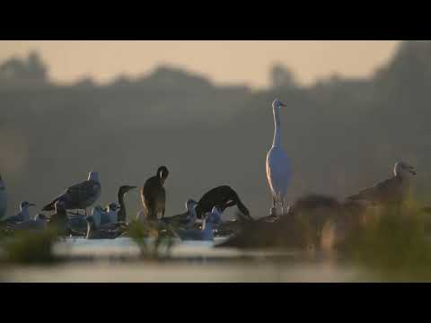 Ptaki Jeziorska | Birds of the Jeziorsko | Z9