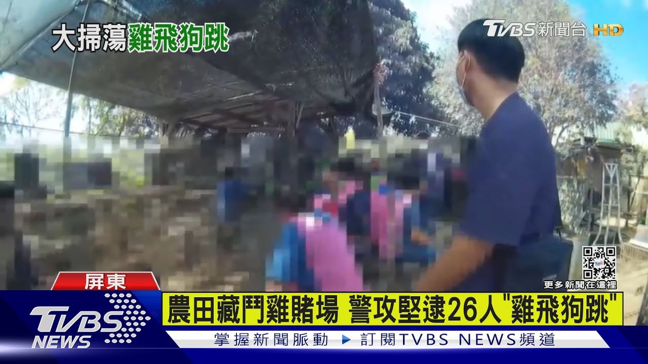 農田藏鬥雞賭場 警攻堅逮26人「雞飛狗跳」