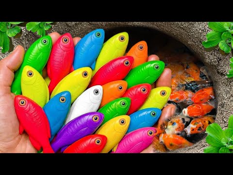 Catch strange fish in small pond, baby turtle, small fish, angel fish, koi carp, guppies, cute fish🐠