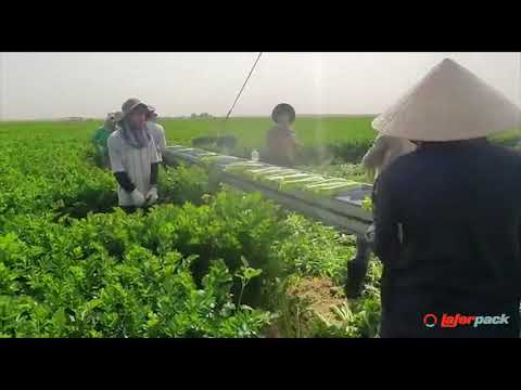 Laferpack Cosmic complete packaging line for vegetables / Linea confezionamento per verdure