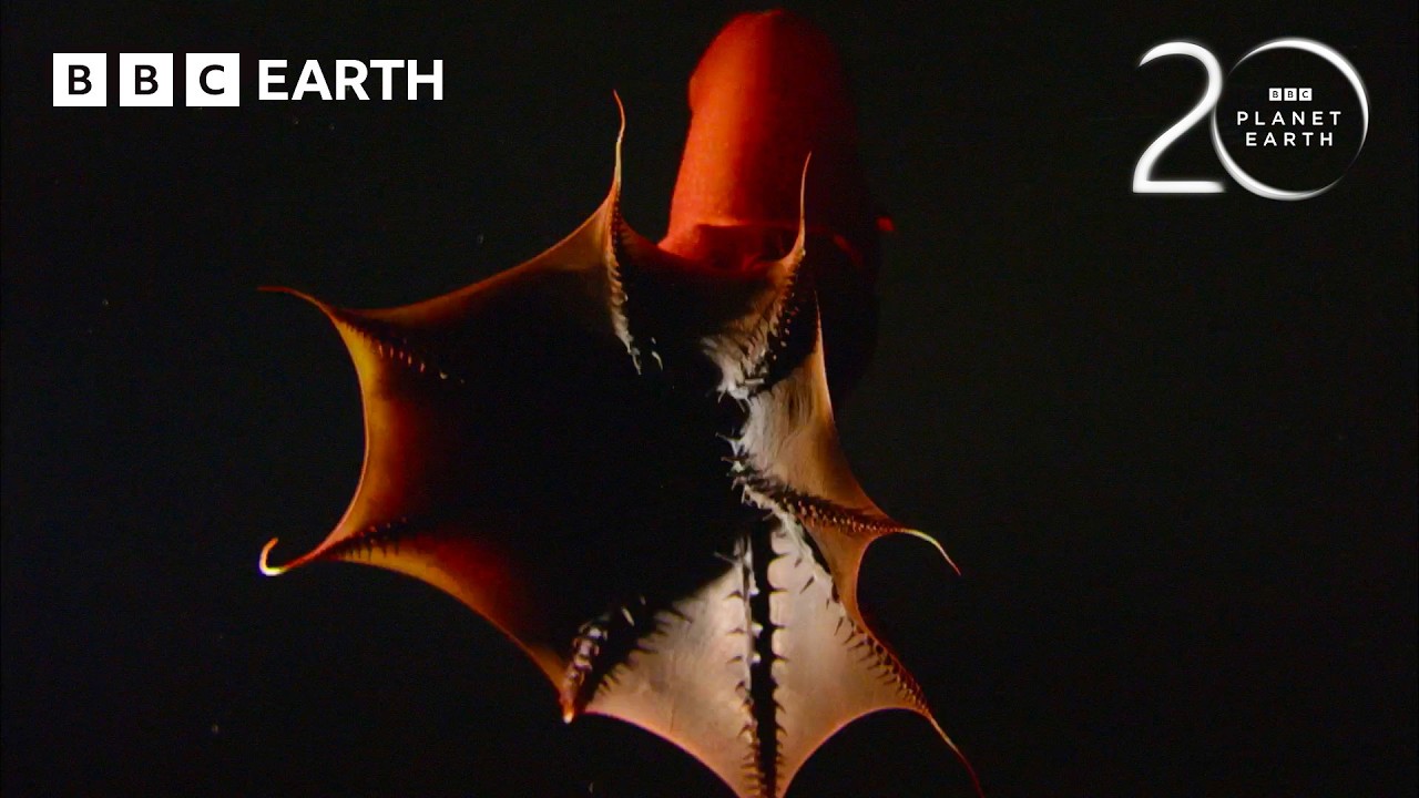 The Vampire Squid From Hell | 20 Years of Planet Earth | BBC Earth