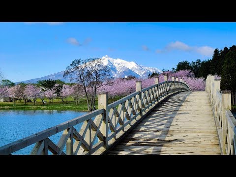 [ 4K UHD ]岩木山を望む「鶴の舞橋」と満開の桜 'Tsuru-no-Maihashi' with Cherry Blossoms against Mt.Iwaki