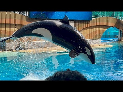 Orca Encounter (Full Show in 4K) | SeaWorld Orlando | November 10, 2024