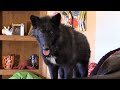 Living With A Wolf or Wolfdog 