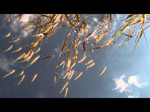 download lagu mp3 mp4 Efterklang Under Giant Trees, download mp3 Efterklang Under Giant Trees free downloadn, video klip Efterklang Under Giant Trees