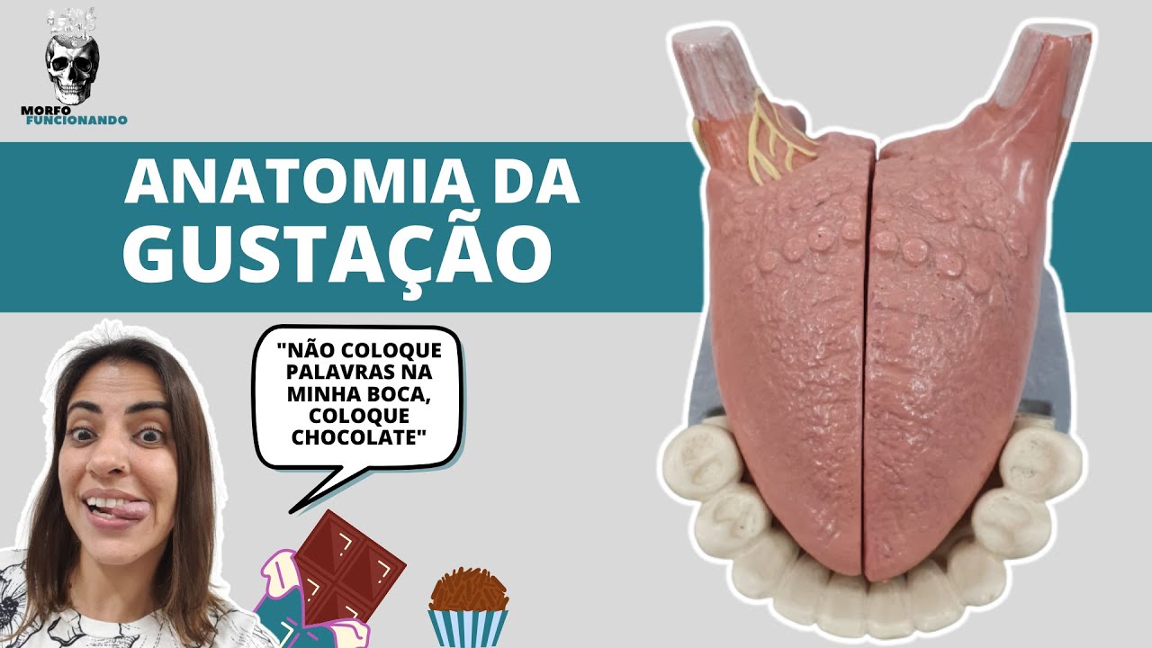 SENTIDOS ESPECIAIS - ANATOMIA DA GUSTAÇÃO #16