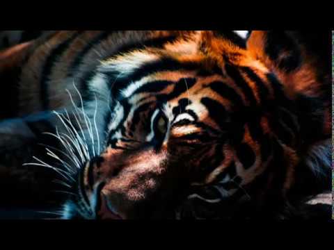 Tigereye All-seeing Stone Battle