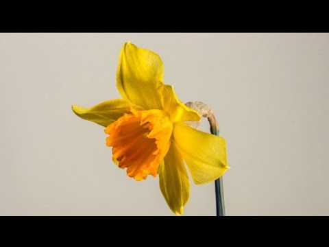 Daffodil Flower fertilizer generation of flower , formation of flower || Dream World ||