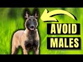 7 Reasons You SHOULD NOT Get A Male Belgian Malinois