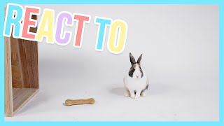 Cute little Bunny reacts to a bone - React to | Furry Friends