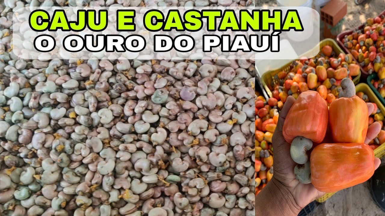 MANEJO DE GALINHAS DE CAJU NO PERÍODO DA SAFRA NO PIAUÍ