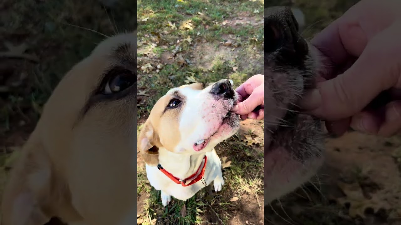 Enlarge Bruno Mars 21715, a Adoptable mixed breed in Cumming, GA video 6/6