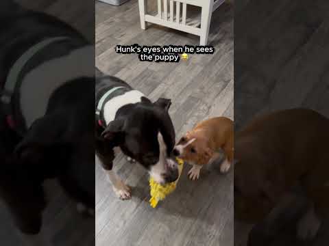 Kisses for Auntie Peach! #peach #hunk #puppy #funnydog #fosteringsaveslives #pawsitivetailskc