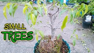 SMALLTREES ON THE ROCK CLEANING AND UNWIRE/FICUS(BALITE) BONSAI