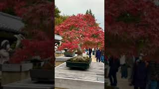 Download lagu JAPANESE BONSAI (Estimated Over 100 Years Old) mp3