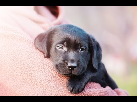 Labrador Compilation - Cute and Funny #14