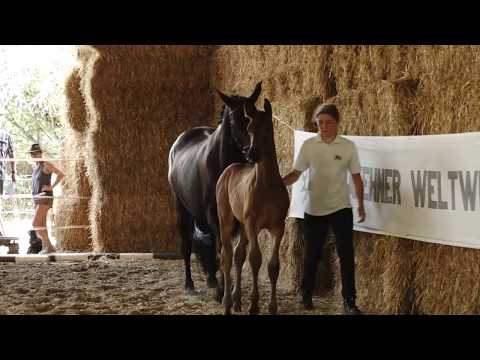 Räubersprung v. Lossow - Finley M