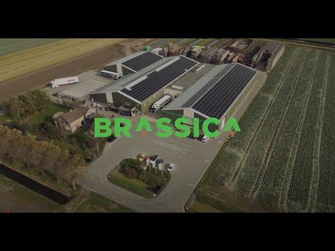 Brassica Procesvideo Kool- & Peenhal NL Ondertiteling