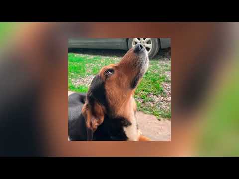 Dibeta - sarer [audio] | 2024