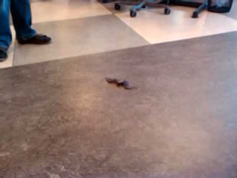 Fladdermus hittad på jobbet.